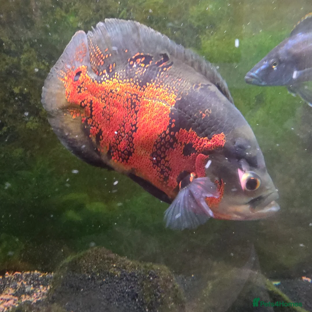 Other/Mixed Breed fish for sale: Oscar and ciclid in Hereford - Advert 2