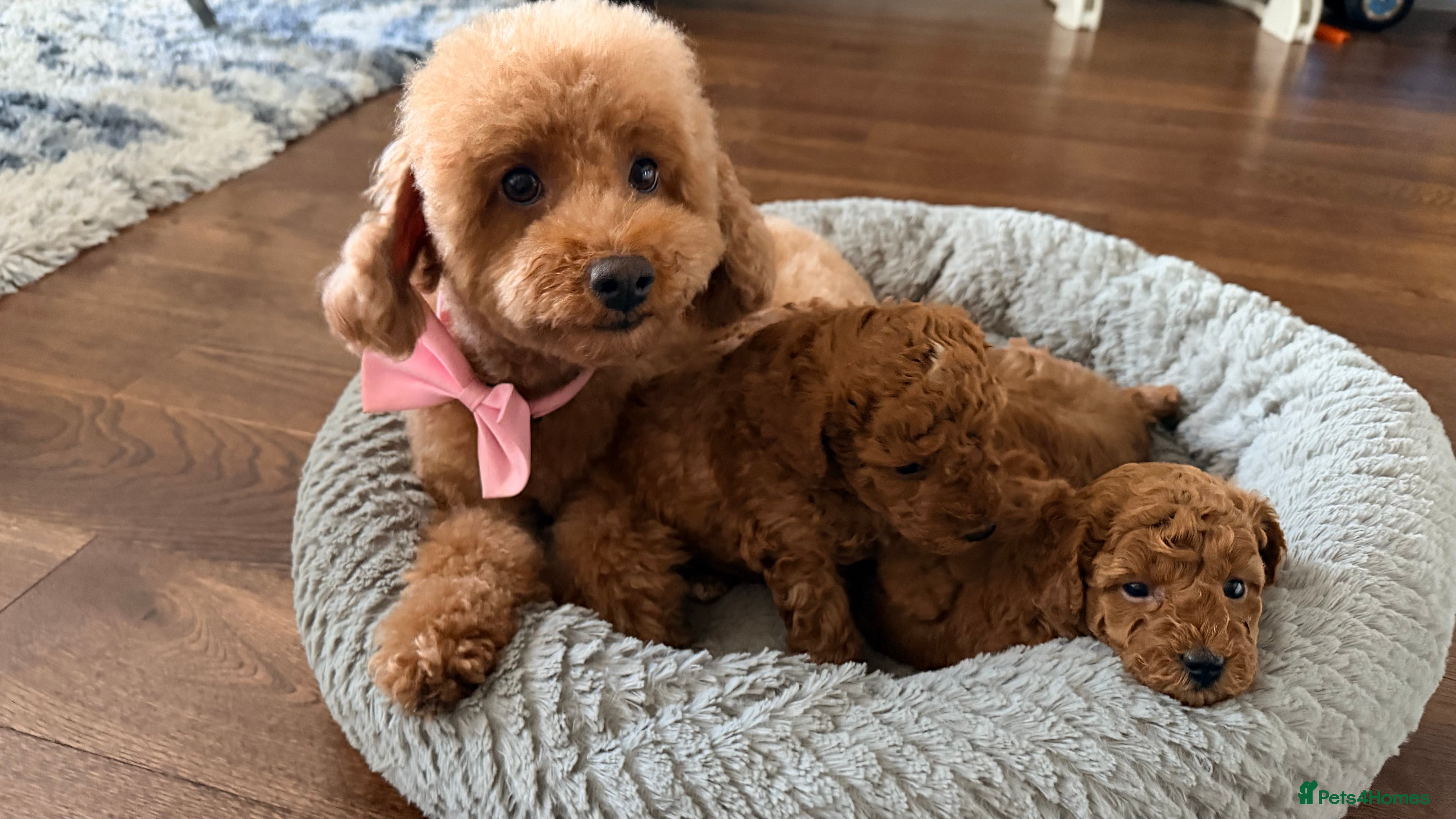 Toy Poodle dogs Toy poodles  in Dungannon - Advert 9