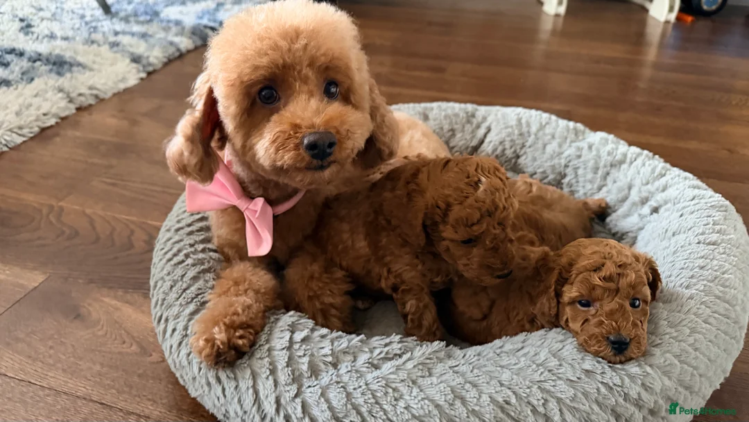 Toy Poodle dogs for sale: Toy poodles  in Dungannon - Advert 10