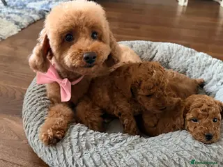 Toy Poodle dogs Toy poodles in Dungannon - Advert 9