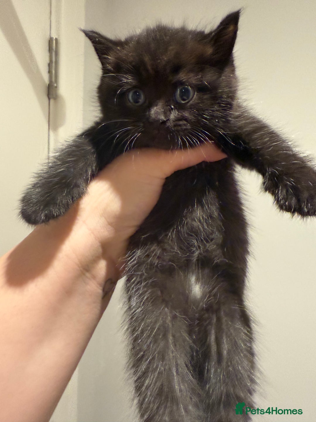 British Shorthair cats for sale: 🐾Fluffy British Shorthair Mix Kittens 🐾 - Image 7