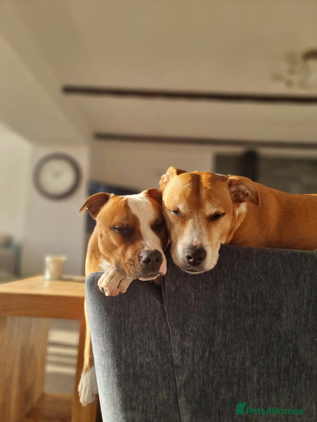 Staffordshire Bull Terrier dogs for sale: Male Staffordshire Bull Terrier  - Advert 3