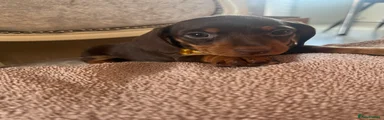 Dachshund 4