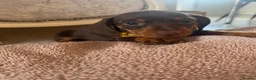 Dachshund dogs for sale: Dachshund puppies in Leeds - Advert 5