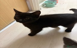 Mixed Breed cats for sale: British Short hair mixed breeds  - Advert 18