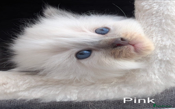 Ragdoll cats for sale: Ragdoll - home reared kittens - Image 18