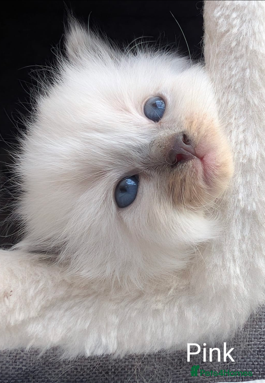 Ragdoll cats for sale: Ragdoll - home reared kittens - Image 18