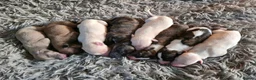 Whippet dogs for sale: KC Registered Small Whippet Puppies  - Advert 17