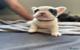 French Bulldog dogs for sale: Fluffy French Bulldogs 4 boys left  - Image 13