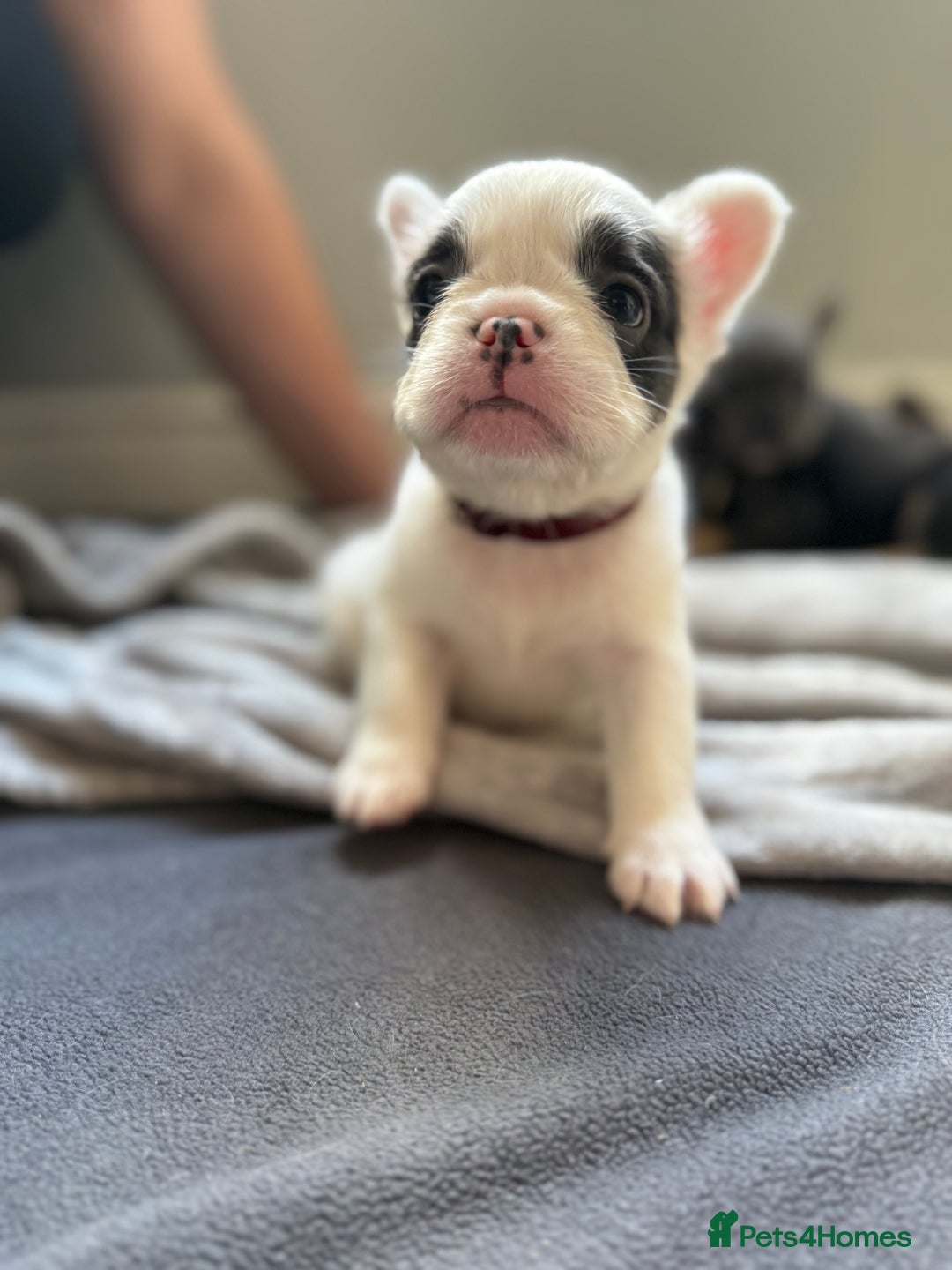 French Bulldog dogs for sale: Fluffy French Bulldogs 4 boys left  - Image 13