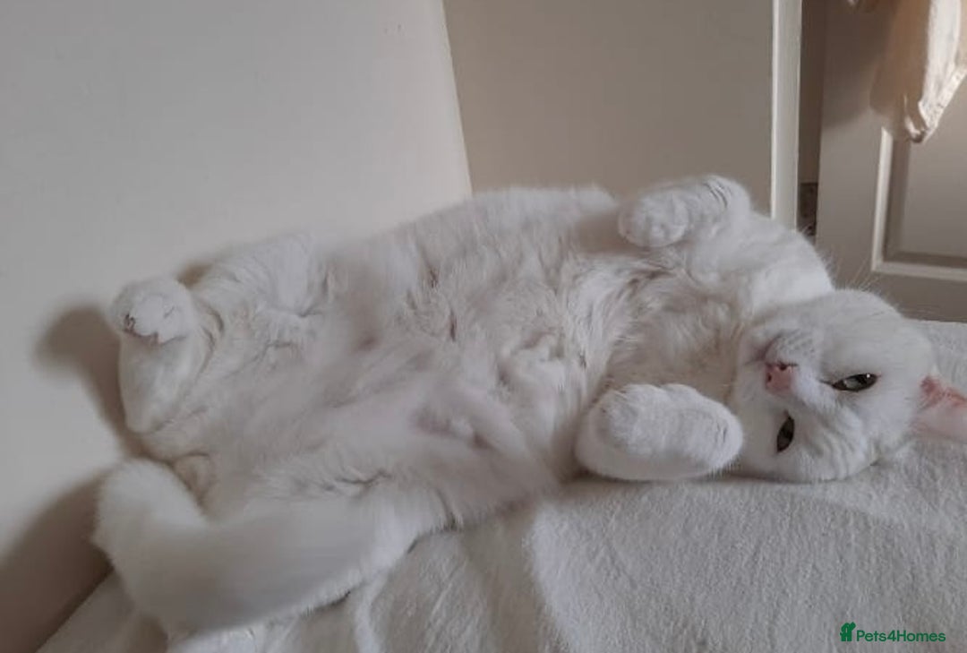 Mixed Breed cats for adoption: Urgent: 6 yr old Button needs new home ASAP - Advert 8