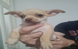 Chihuahua dogs for sale: Beautiful chihuahuas  - Image 8