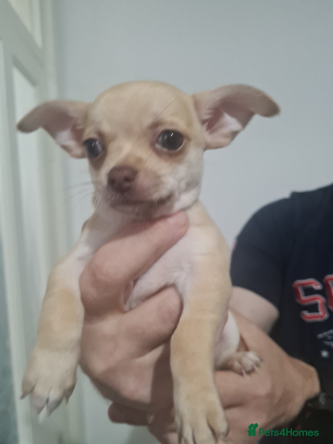 Chihuahua dogs for sale: Beautiful chihuahuas  - Image 8