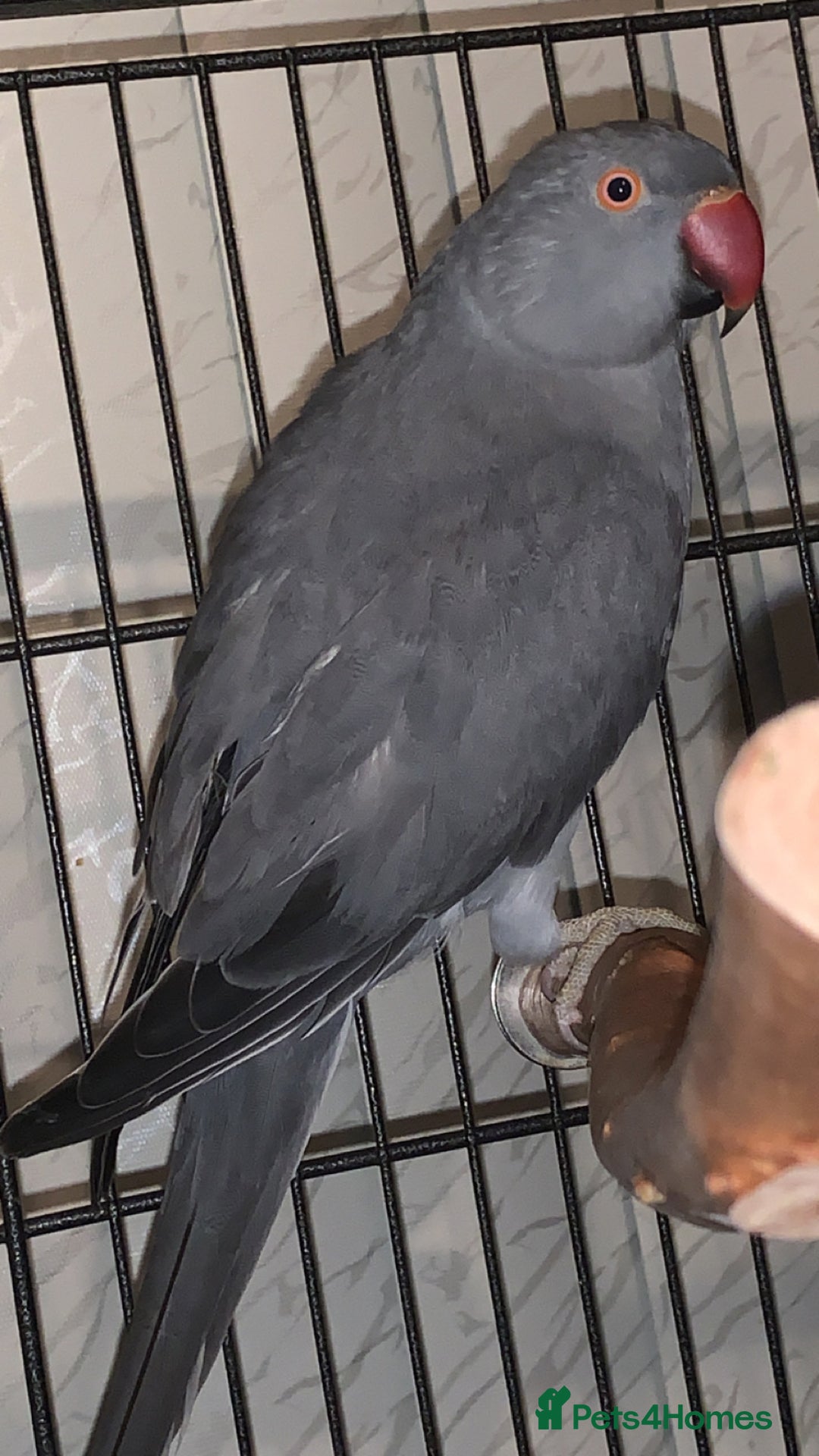 Ringnecks birds for sale: Beautiful purple/grey female Indian ringneck - Advert 1