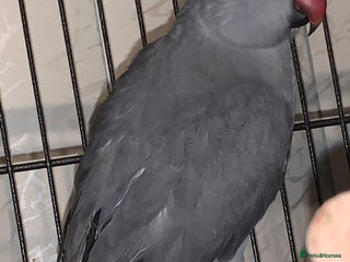 Ringnecks birds - Advert 4