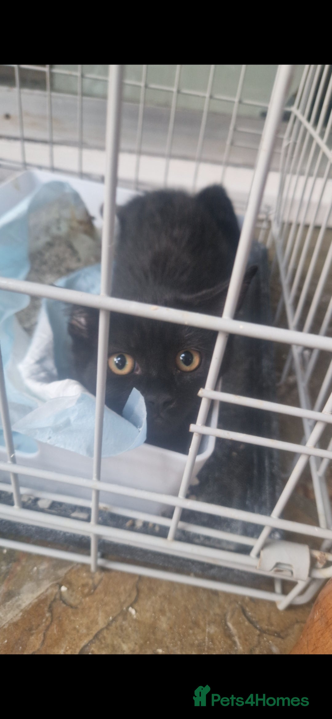 Siamese cats for sale: 10 week old kittens  - Image 1
