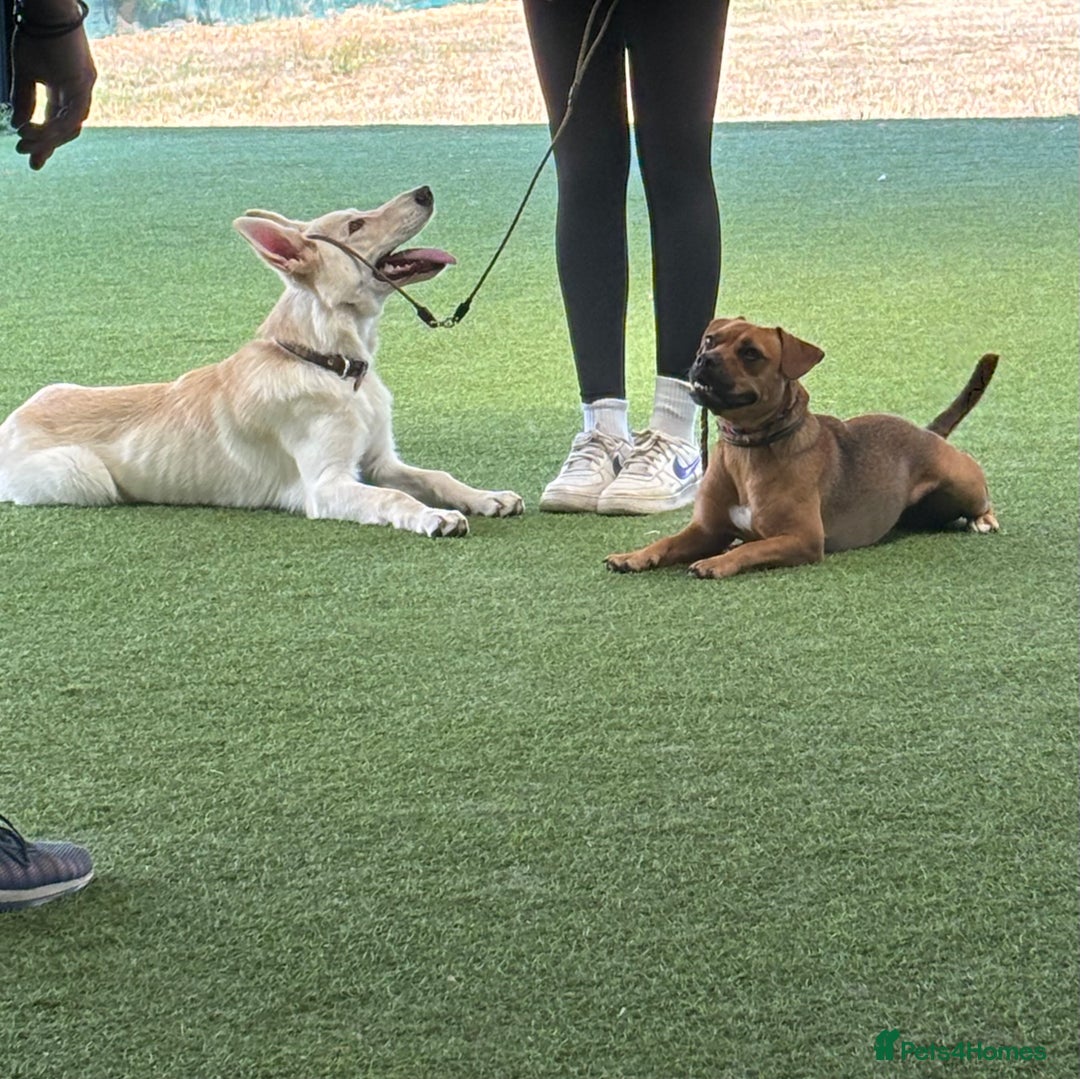 German Shepherd dogs for sale: 6 month old White Male GSD  - Image 9