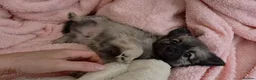 Chihuahua dogs for sale: Ready to leave Now long Coat Chihuahua male pup - Advert 18