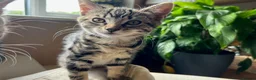 Mixed Breed cats for sale: Black tabby girl in Malmesbury - Advert 4