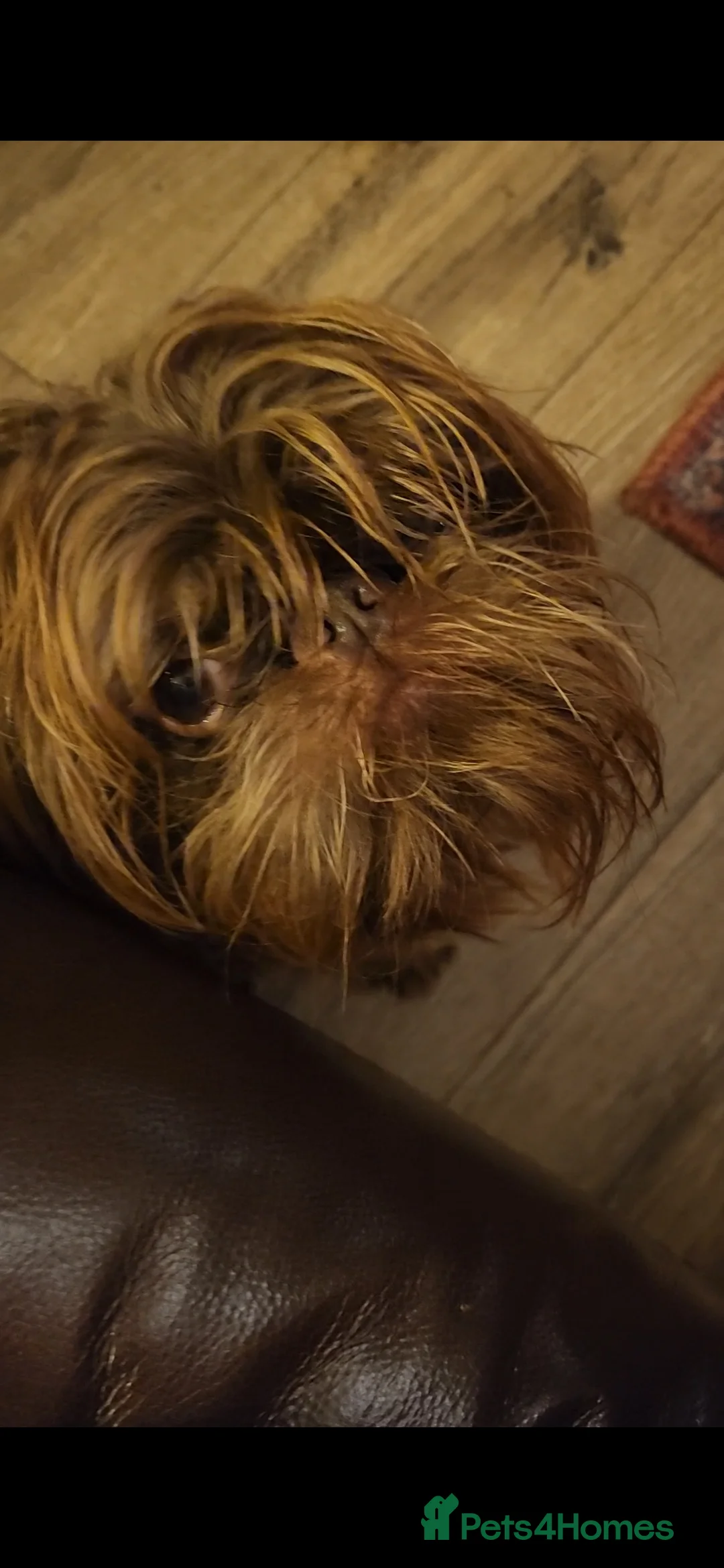 Griffon Bruxellois dogs for sale: Brussels griffon  - Advert 2