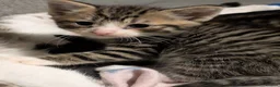 Mixed Breed cats for sale: Four stunning kittens - Advert 4