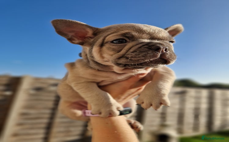 French Bulldog dogs - Advert 1