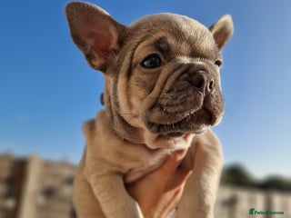 French Bulldog dogs - Advert 27