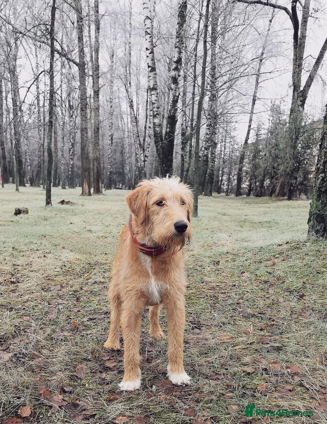 Norfolk Terrier dogs for adoption: LOTTIE – Female Norfolk Terrier - Advert 4