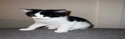 Mixed Breed cats for sale: 🐾 1/4 Bengal Black and white male kitten 🐾  - Advert 3