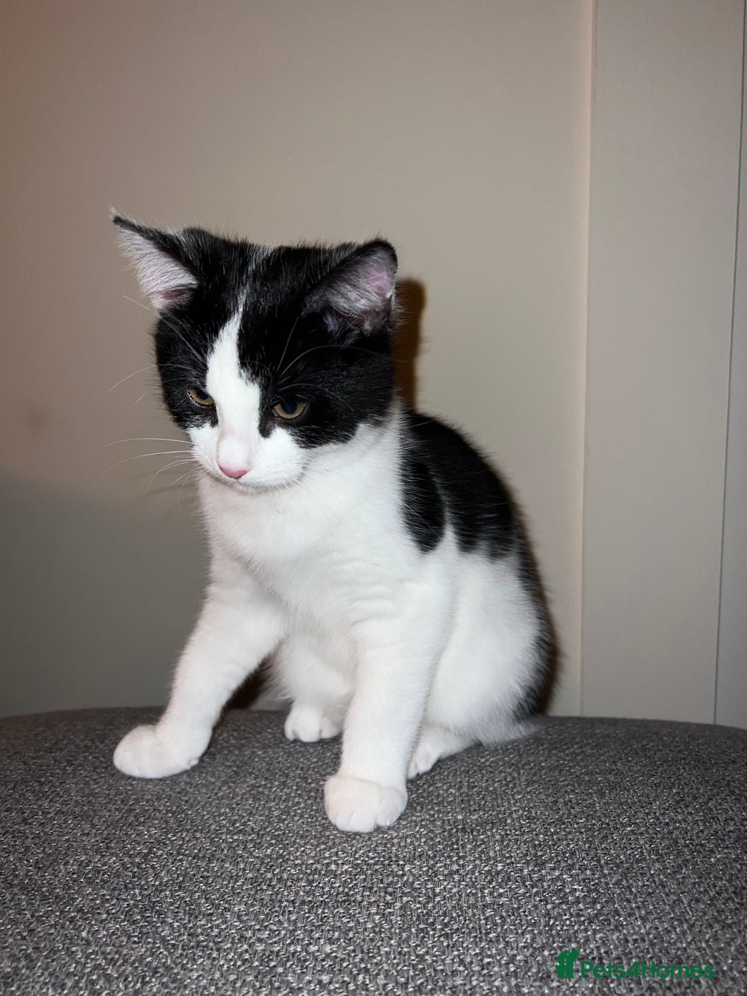 Mixed Breed cats for sale: 🐾 1/4 Bengal Black and white male kitten 🐾  - Advert 3