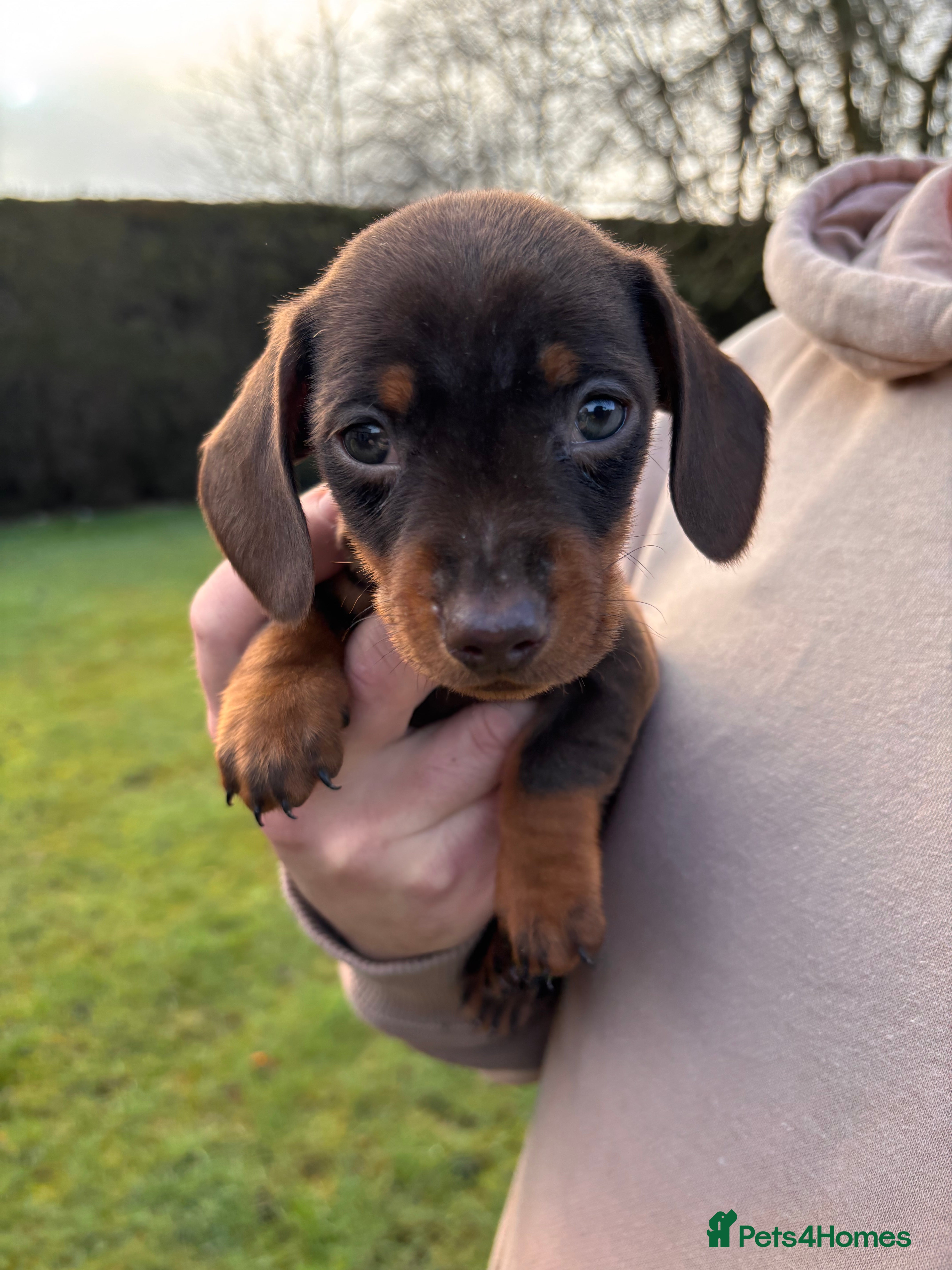 Dachshund dogs Ready to go - one adorable puppy remaining - Advert 1