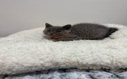 British Longhair cats for sale: Beautiful blues - Image 25