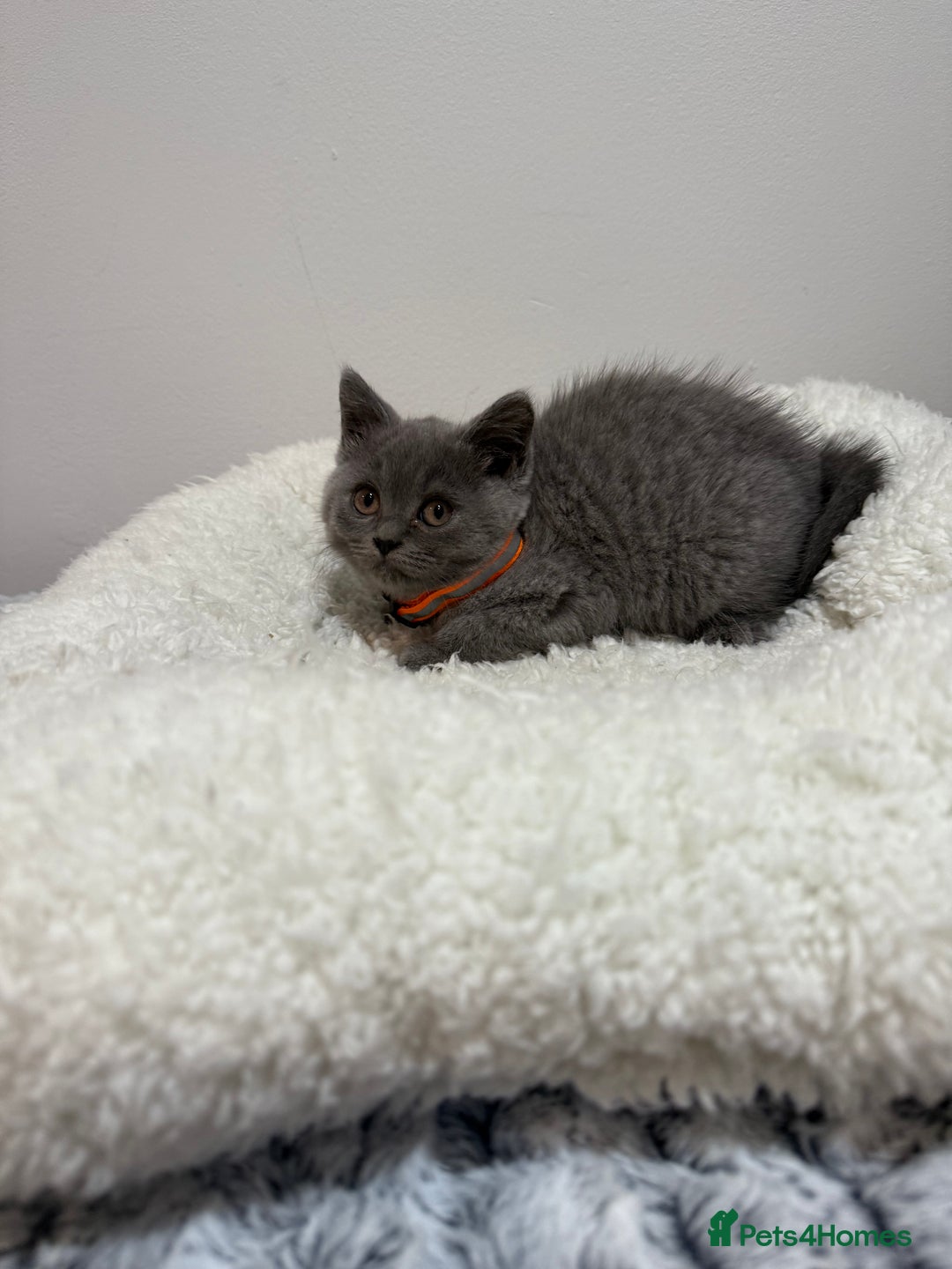British Longhair cats for sale: Beautiful blues - Image 25