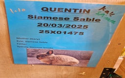 Netherland Dwarf rabbits for sale: Netherland dwarf bunny for sale - Image 2