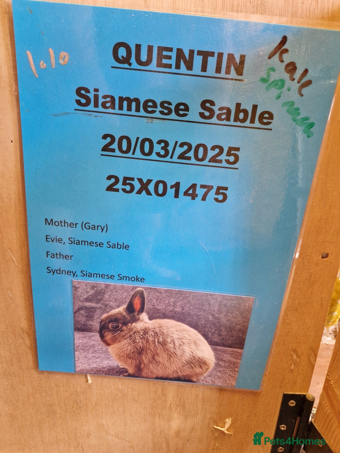 Netherland Dwarf rabbits for sale: Netherland dwarf bunny for sale - Image 2