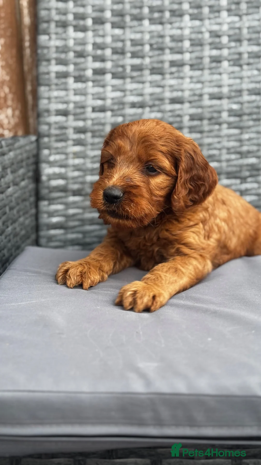 Goldendoodle dogs for sale: 🐾7 beautiful goldendoodles ready now🐾 - Advert 26