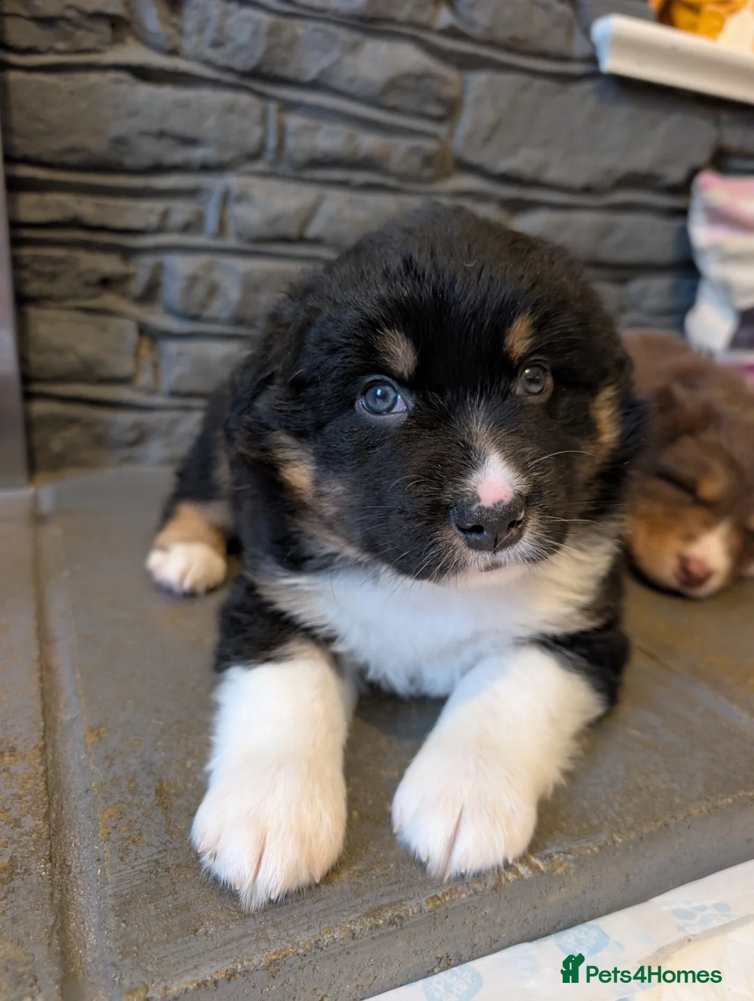 Australian Shepherd dogs for sale: Australian shepherd puppies  - Advert 2