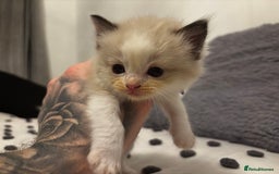 Ragdoll cats for sale: Ragdoll kittens  - Image 5