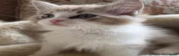 Ragdoll cats for sale: Mink Sepia Ragdolls Cherubim Bicolour Tabby Lynx - Advert 11