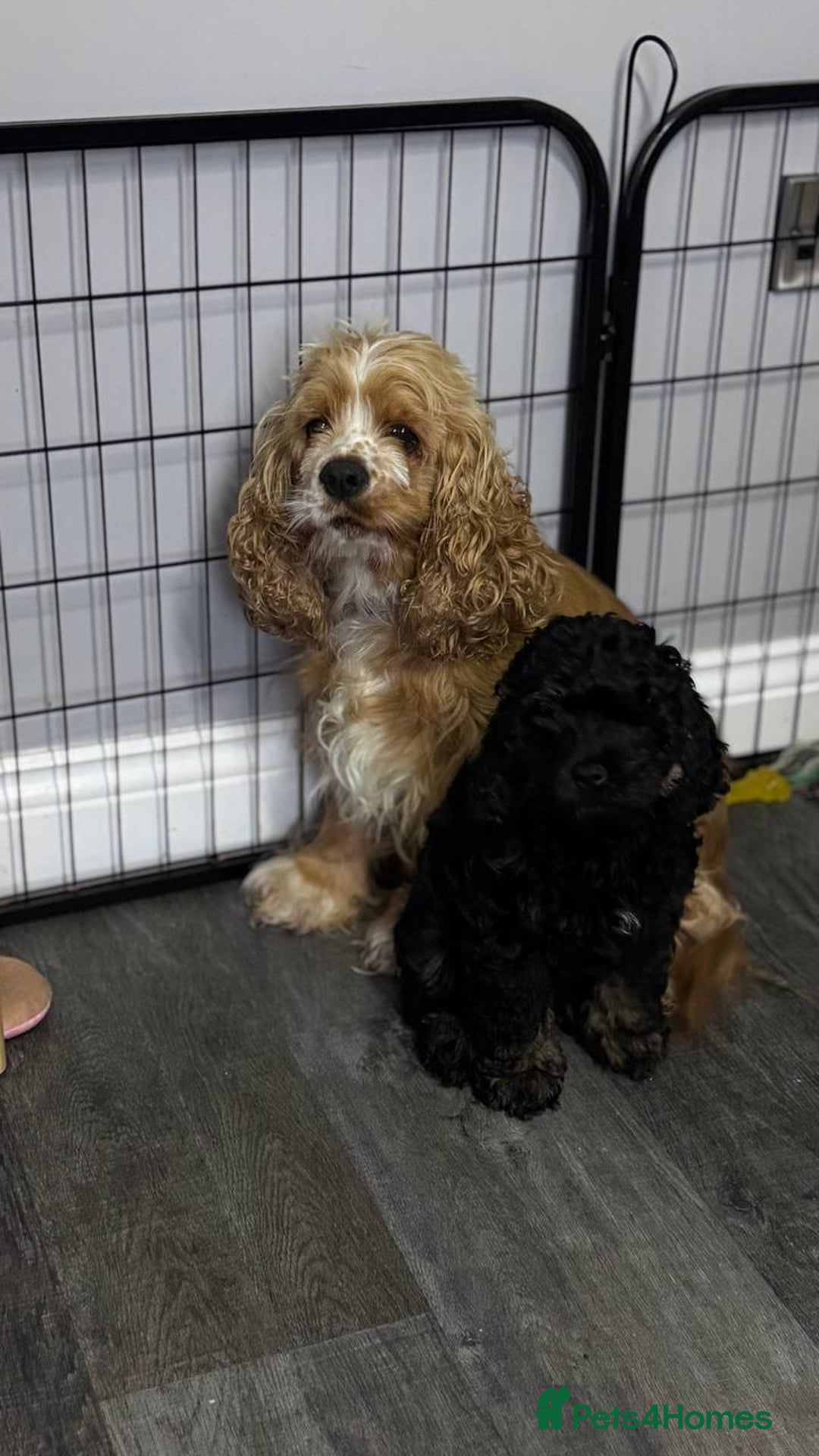 Cockapoo dogs for sale: American unique Black & Tan Cockapoo Girl - Advert 16