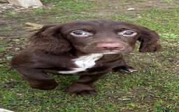 Cocker Spaniel dogs for sale: Working cocker spaniels puppies  - Image 16