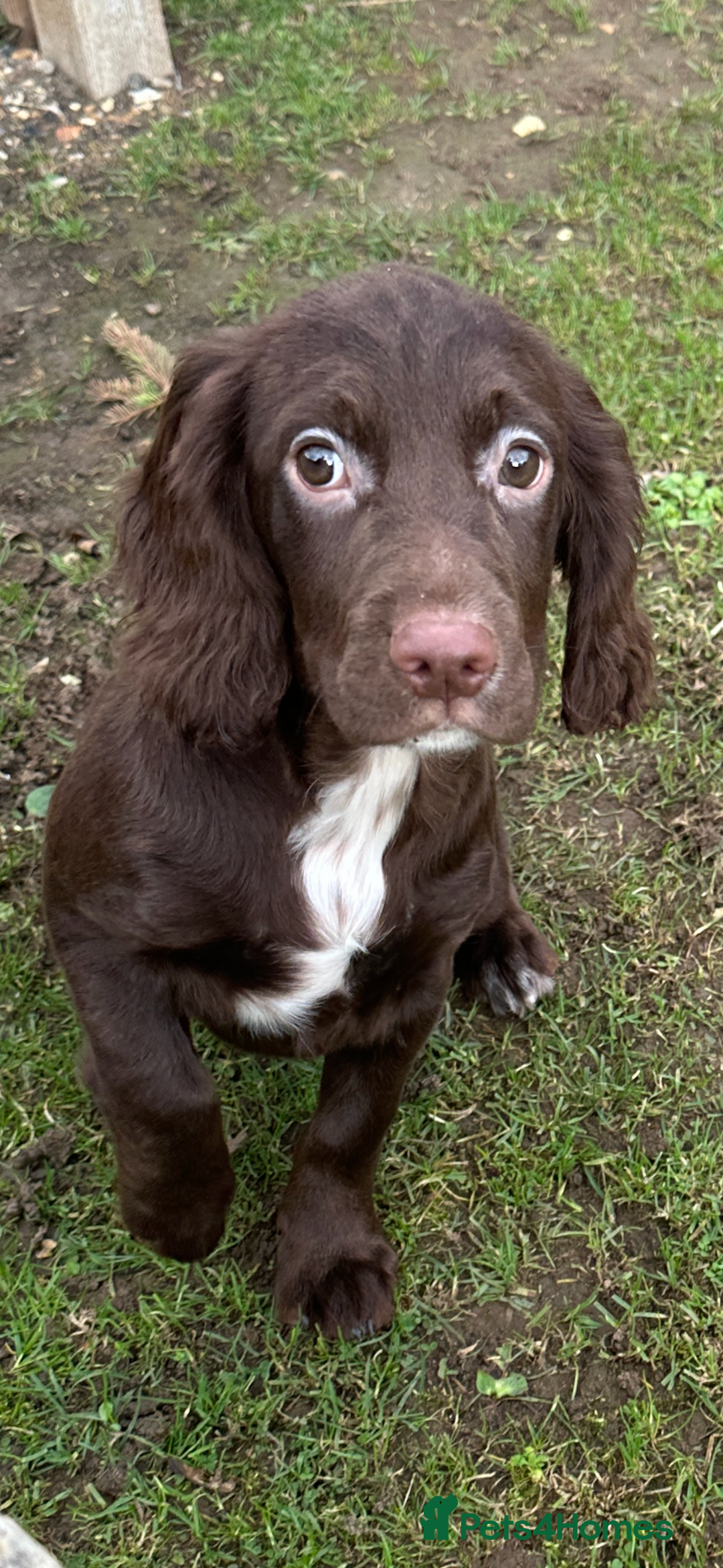 Cocker Spaniel dogs for sale: Working cocker spaniels puppies  - Image 16