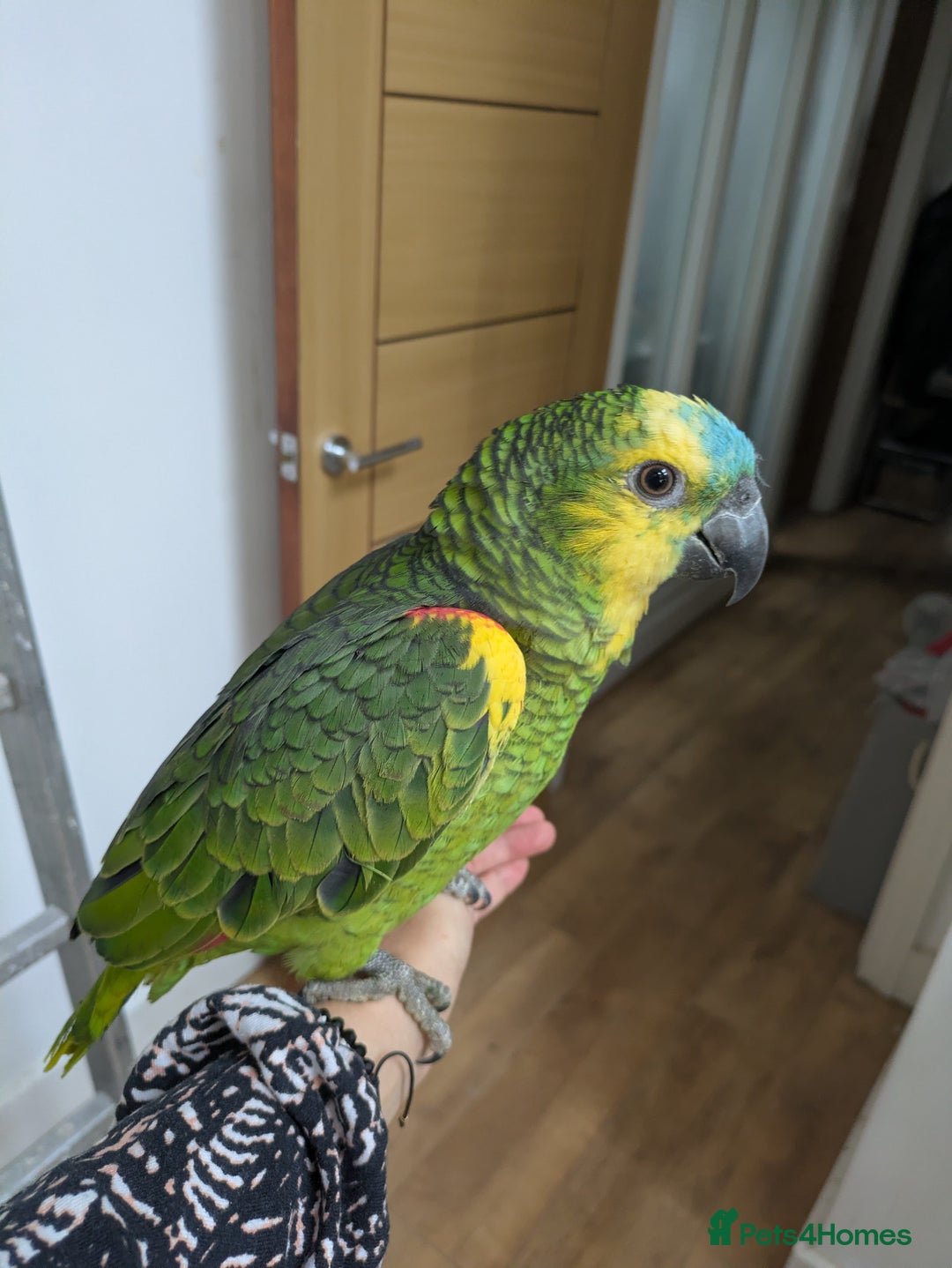 Parrots birds for sale: 2 girls 2 boys silly tamed blue fronted Amazons - Image 5