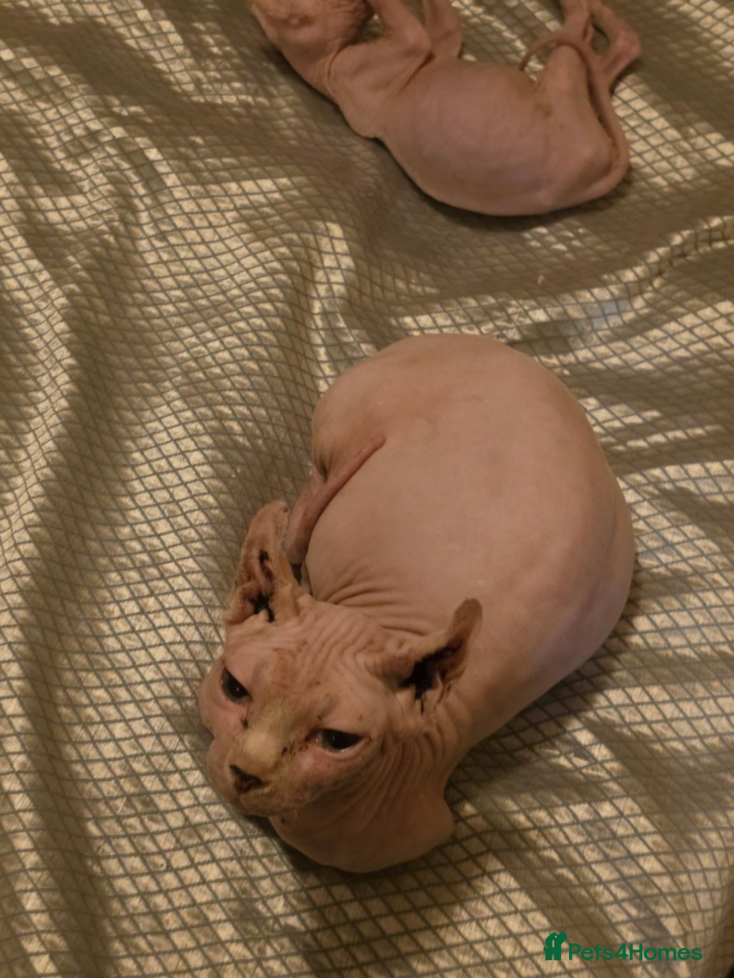 Sphynx cats Sphynx kittens 2 girls 1 boy - Advert 1