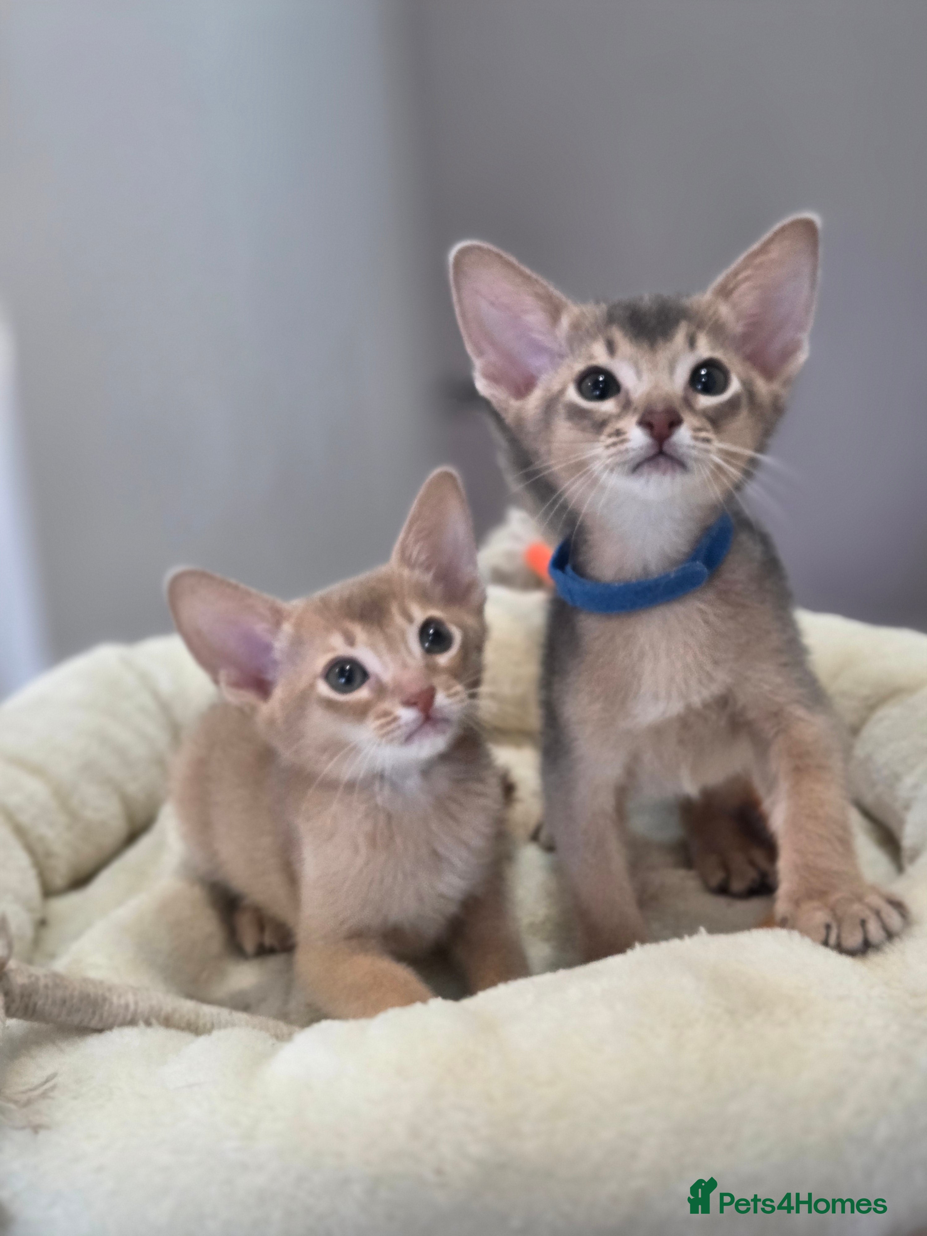 Abyssinian cats Gorgeous Tica  Abyssinian Kittens  - Advert 5