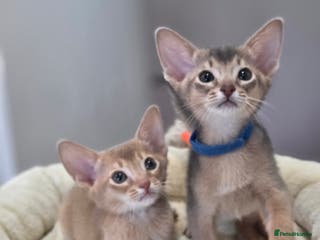 Abyssinian cats Gorgeous Tica Abyssinian Kittens - Advert 7