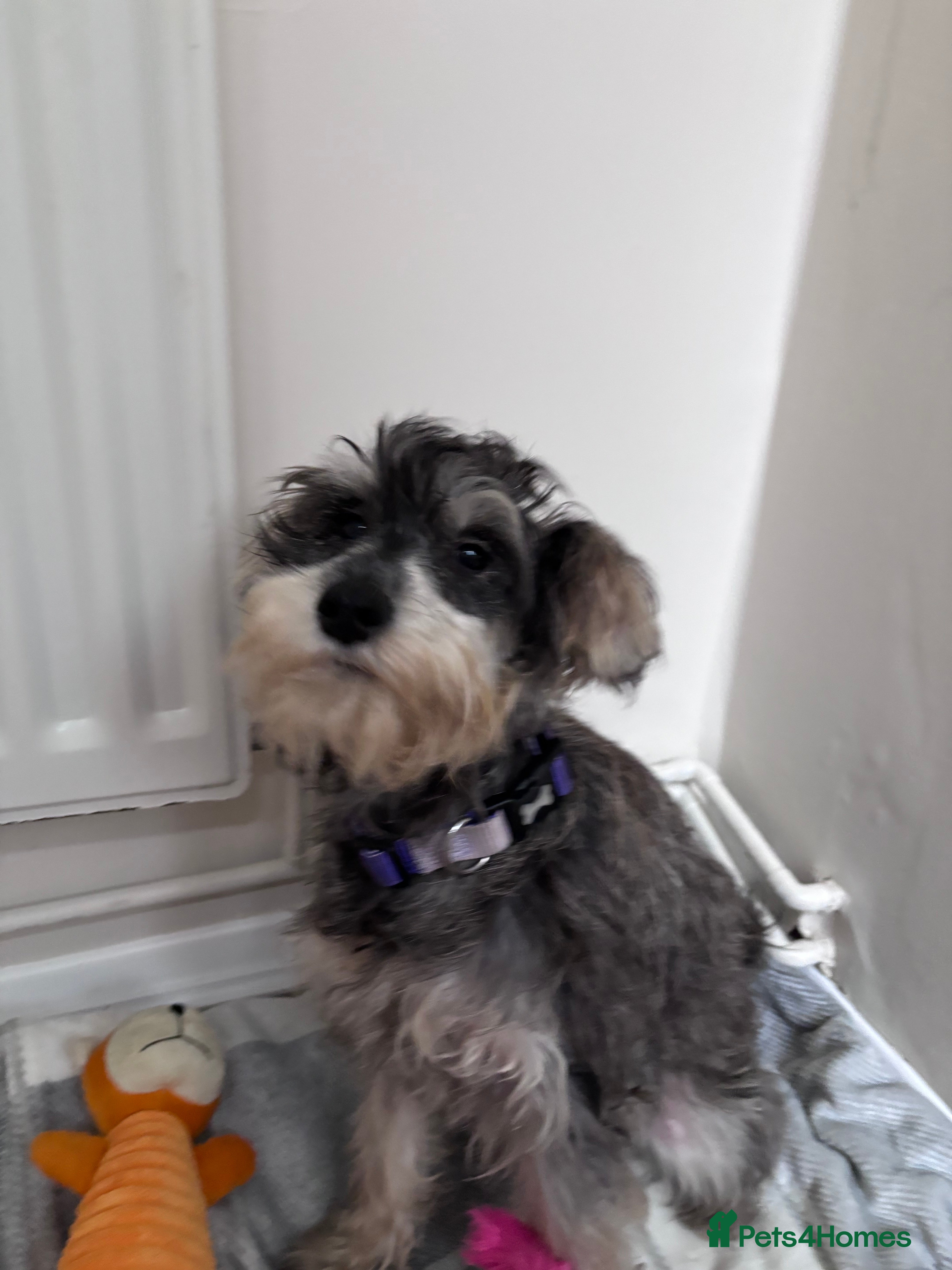 Miniature Schnauzer dogs Miniature schnauzer girl puppy  - Advert 1