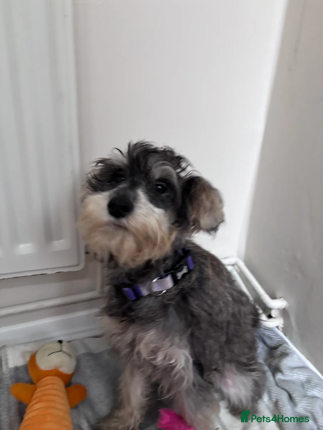 Miniature Schnauzer dogs for sale: Miniature schnauzer girl puppy  - Advert 1