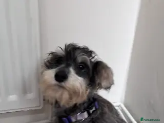 Miniature Schnauzer dogs Miniature schnauzer girl puppy - Advert 13