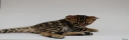 Bengal cats for sale: 🔥 Beautiful Bengal girl🔥 - Advert 9